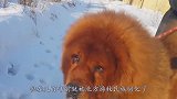 俗话说-一獒战三虎，藏獒真的比老虎更厉害吗？看完我笑了！
