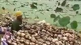 听说挖藕人不怕冻，是真的吗？