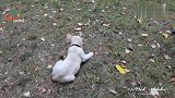 被这只两个月大的小金毛犬萌翻了，无忧无虑的小短腿真幸福