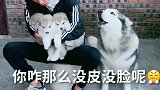 阿拉斯加怕主人把它的孩子卖掉，在一旁不停地唠叨，伟大的母爱