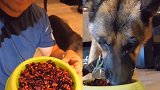 喂狗吃辣子鸡博主回应：知道吃辣椒不好，但狗吃得很香，视频已删