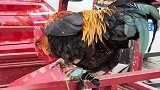 男子赶集偶遇五彩大公鸡