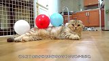 傻瓜铲屎官养猫会发生哪些有趣的事情？喵：我真的太难了！