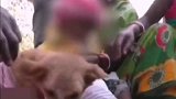 印度一男童为祛凶辟邪跟母狗结婚 印度 狗