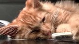小橘猫，抱着播放器听音乐睡觉的猫？