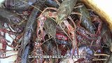 网友用高度酒精浸泡小龙虾，结果吐出很多，看完你还敢吃吗