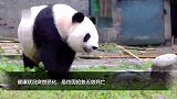 高龄大熊猫“英英”因抢救无效死亡，系熊猫“萌兰”的外婆