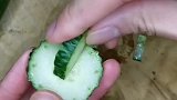 黄瓜便宜了
