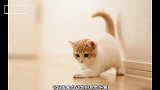 猫为啥老为难老鼠，难道天生就是敌人，因为老鼠体内有宝贝