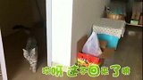 狸花猫：趁主人不注意想偷跑出门，不料被发现后，倒地卖萌装无辜