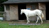 年轻公马第一次谈恋爱，母马很听公马的话，动物爱情如此干净纯粹