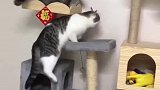 猫：不给我小鱼干，你走哪我就跟哪儿！