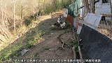 公鸡是得罪火鸡了吧，鸡走到哪里，火鸡就跟着还动手了