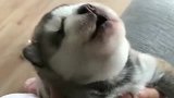 睡梦中的小二哈说梦话了，与主人一对一答！太可爱了