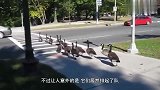 十几只鸭子过马路，队伍整齐，还懂得走斑马线，太聪明了！