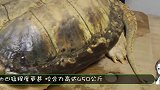 饿了15天的鳄龟有多可怕1000块的龙虾扔进去，场面触目惊心