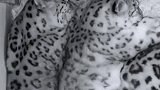 摄像头下温馨时刻，拍下豹豹抱抱