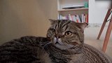 好萌的一只猫咪，这惊恐的小眼神，是看到什么了呢
