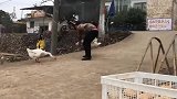 经过这一遭，这头大鹅估计再也不敢轻易去招惹人类了