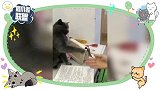猫咪和铲屎官“互动”，一言不合“飙高音”！