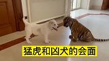 当小狗遇上老虎会发生什么