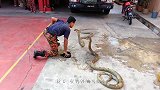 眼镜蛇“挡路”，男子一顿神操作，上演教科书式抓蛇！