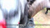 主人给公羊吃辣椒，下一秒一定要憋住别笑，还真是不敢相信！