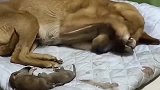 从小捡来的流浪狗, 第一次当妈妈, 孩子死了, 狗妈妈哭了