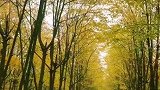 我在时光里穿梭，季节在忙碌中更迭。