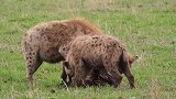 动物世界：草原上捡食的鬣狗