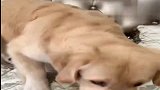 搞笑萌宠：主人要去方便，金毛领悟错了方便二字的意思，太逗了