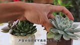 炎热夏季，多肉要“管管”了，不然很可能就挂在夏季