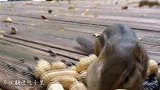 松鼠总偷吃鸟食，主人往杆子上抹了油后，松鼠：我心态崩了呀！