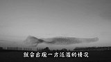 国外野猪泛滥成灾，土豪搬来了加特林，场面太震撼了！