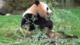 大熊猫突然感到屁股痒，看到下一秒举动，请忍住千万别笑！