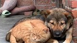 这世道怎么变成这样了，猫狗都成夫妻了，说好的一物降一物呢