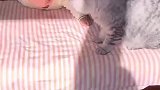 我的猫标记了我的崽，家长记录猫咪与孩子的亲昵瞬间！