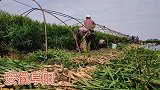 安徽男子返乡种姜获丰收，称50亩收入可在县城买套房