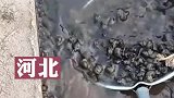 女子水沟捞田螺，用超大漏勺一撮跟进货一样，田螺爱好者狂喜