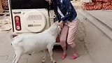 这只山羊和美女是有什么深仇大恨吗，一见面就打架，太搞笑了