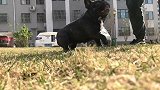 这才是斗牛犬的正确用途，你们知道吗