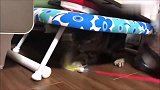 被逗猫棒吓到的猫咪，立马停下舔爪：我先冷静一下