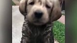 以为养到了神犬，最后发现养的只是二哈亲传弟子，它是拉布拉多