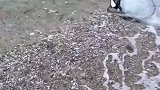 放生鱼，鱼你这是送我入虎口啊