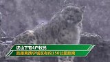 青海西宁首次监测到雪豹 拍摄地距离市中心约150公里