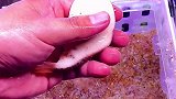 这个土豆怎么样好有食欲呀！