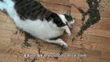 当花豹接触了猫薄荷后，瞬间变身大猫咪，网友表示好想撸豹子