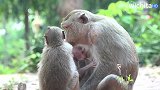 刚生的下猴宝的猴妈还要照顾大猴，生个二胎就是幸苦