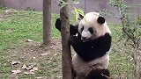熊猫宝宝不想上班，趁奶爸不在偷溜，结局笑翻了