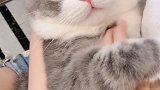 这……也太好看吧 真的是又乖又可爱❤️猫与猫与猫与猫 吸猫 猫
